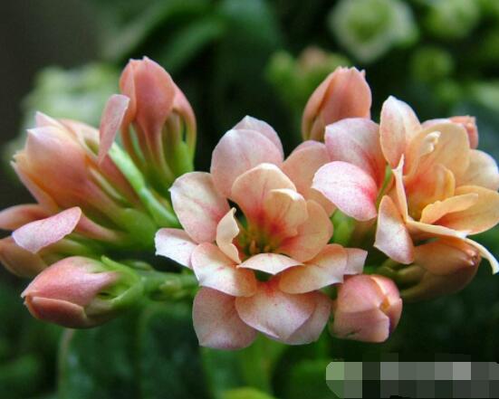长寿花有虫怎么办,老农总结最常见五种虫害防治方法