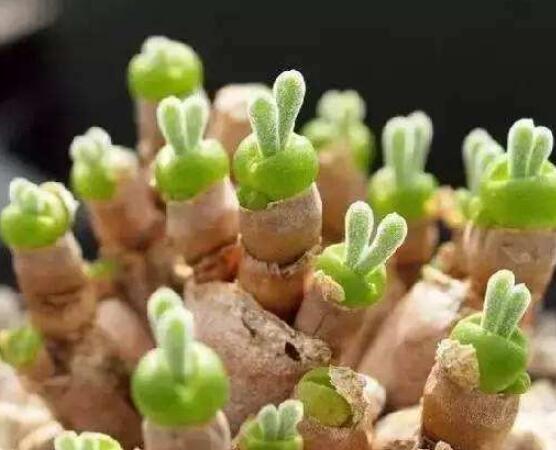 碧光环多肉有毒吗,无毒/株型优雅、美观可爱