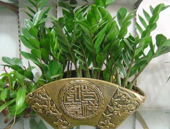 金钱树生长期是几月,每年的3-5月或9-11月/春秋两季