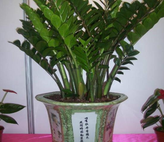 金钱树生长期是几月,每年的3-5月或9-11月/春秋两季