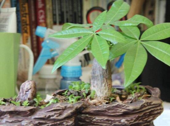 发财树在家中怎么摆放,教你五个最合适摆放位置(财源广进)