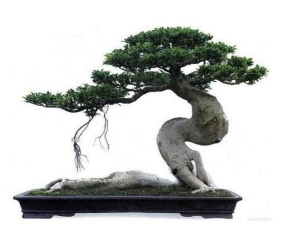 榕树寓意到底是好是坏,在古代南方被称为神树的象征