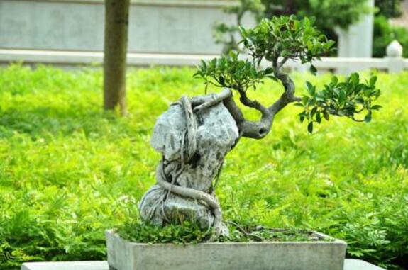 榕树寓意到底是好是坏,在古代南方被称为神树的象征