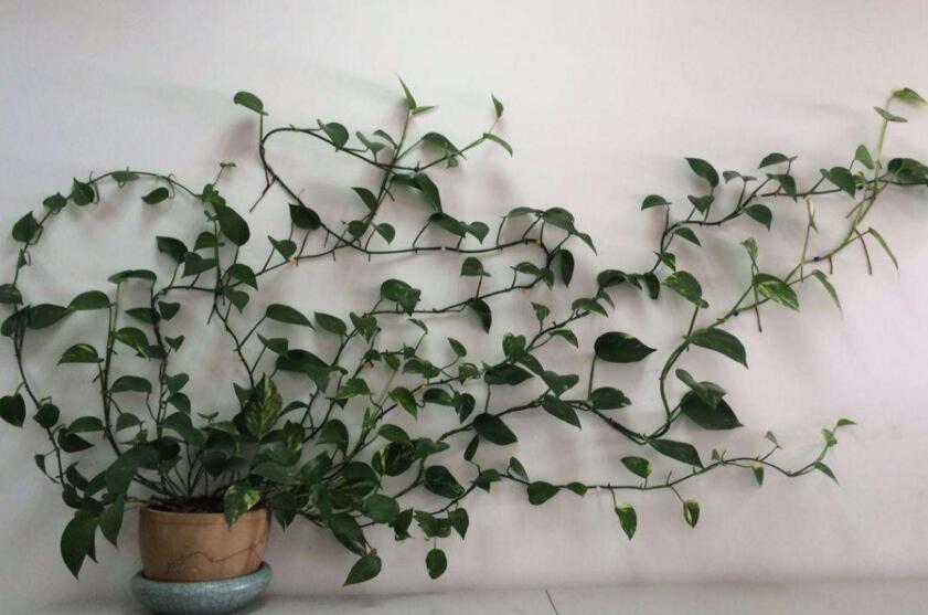 绿萝如何施肥,最好施加这4种有利于成长的肥料