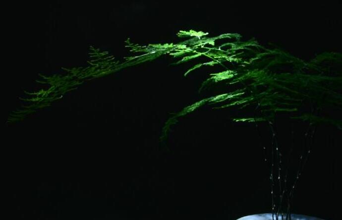 矮文竹怎么浇水,不合理的浇水会导致根部腐烂