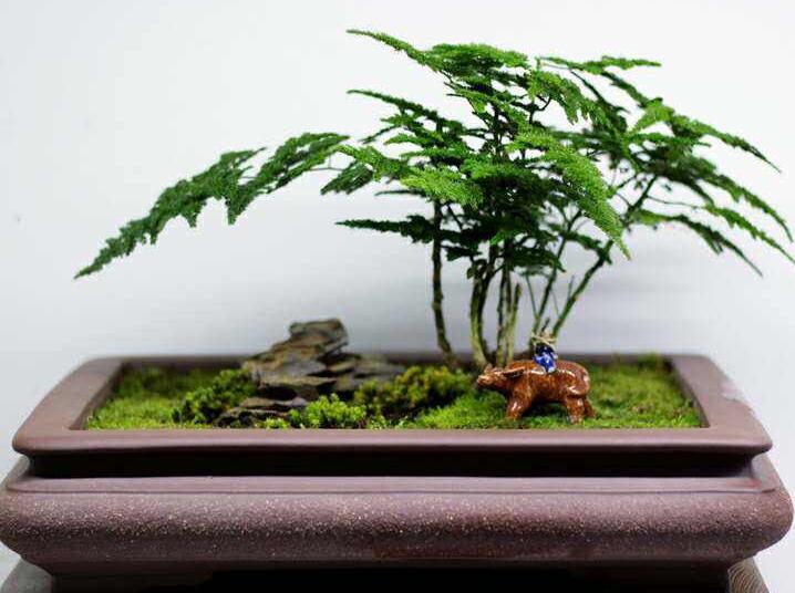 矮文竹怎么浇水,不合理的浇水会导致根部腐烂