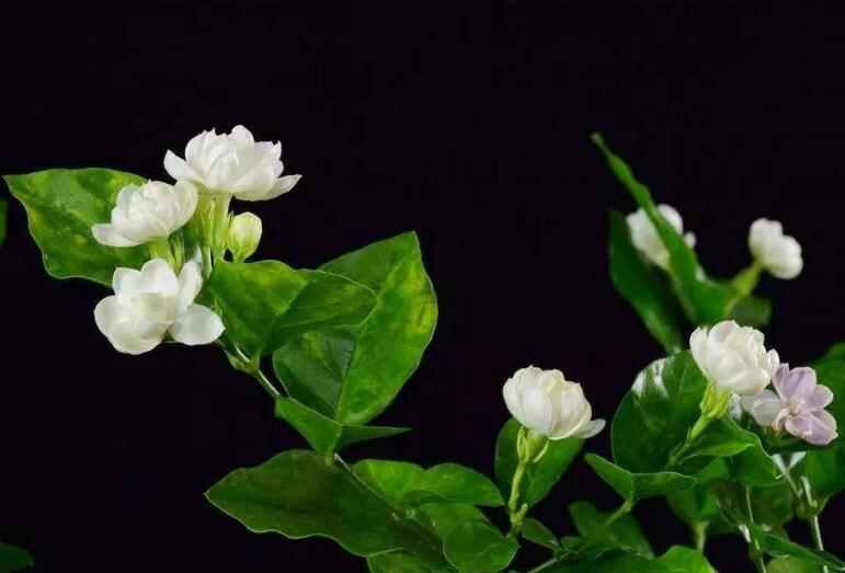 茉莉花开花后怎么办,要及时修剪和施肥等3个方面的养护