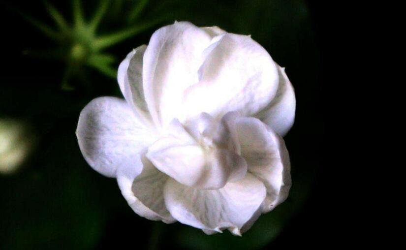 茉莉花开花后怎么办,要及时修剪和施肥等3个方面的养护