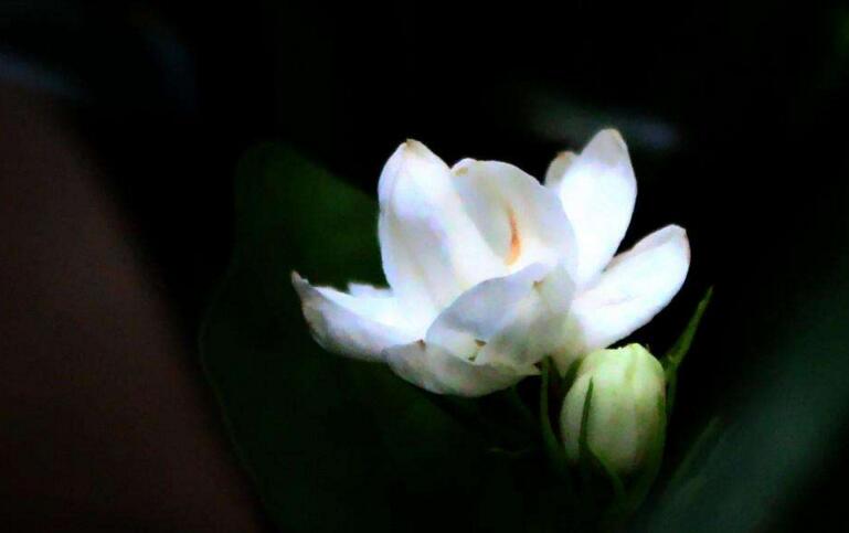 茉莉花开花后怎么办,要及时修剪和施肥等3个方面的养护