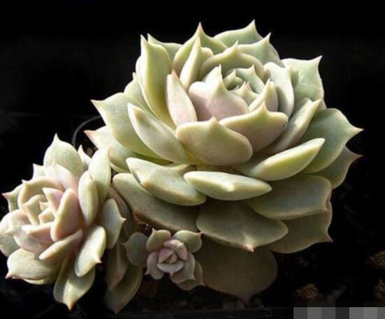 宝石花的花语是什么,代表着一种永不凋谢的爱、大富大贵