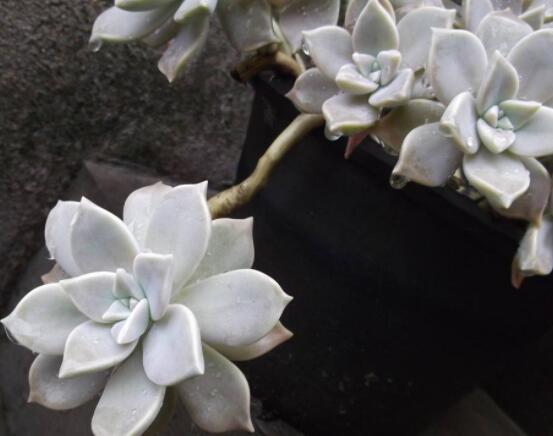 宝石花的花语是什么,代表着一种永不凋谢的爱、大富大贵