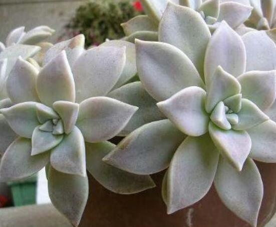 生石花长高了怎么办,老农教你最直观常见三种解决办法