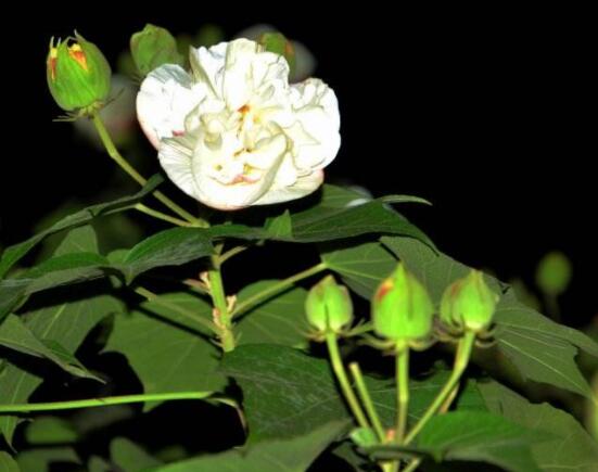白色芙蓉花花语是什么，代表着早熟、纤细之美、纯洁