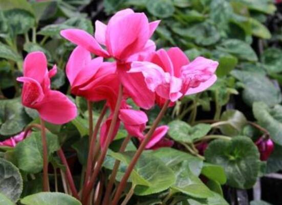 仙客来叶子发黄花倒下怎么办,老农总结出三种最实用解决措施