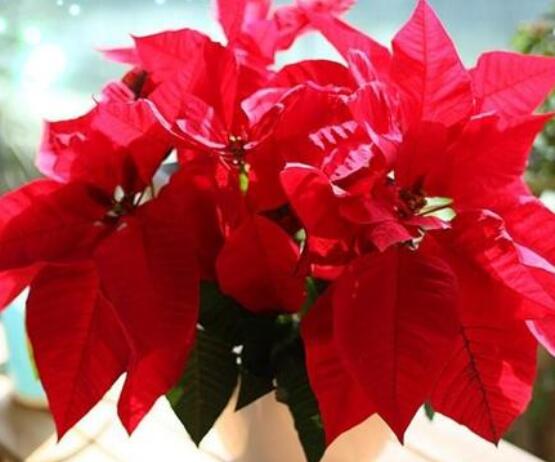 一品红的花语是什么,普天同庆、共祝新生(圣诞之花)