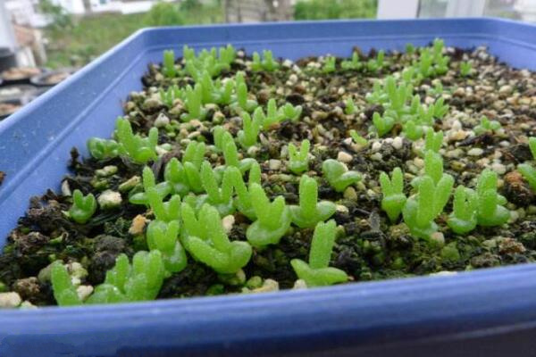 碧光环种子的种植方法,可以通过以下4步来进行