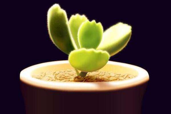 熊童子浇水方法,不同的季节有不同的要点