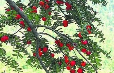 红豆杉的修剪方法图，注意抹芽、摘心、短截的区别
