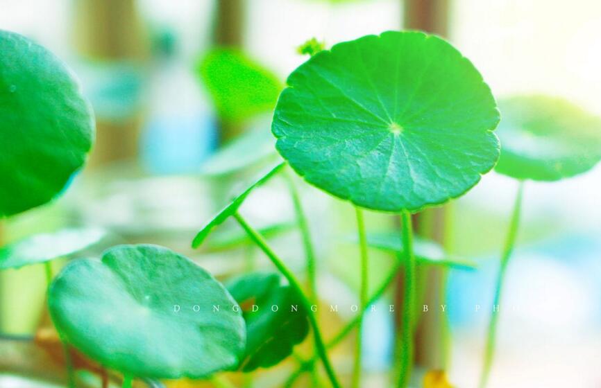 铜钱草怎么种,铜钱草土养的方法步骤