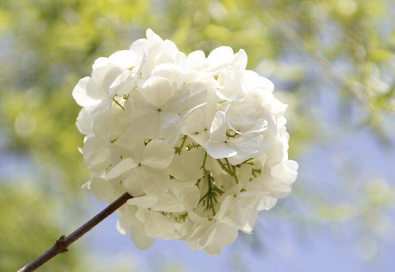 绣球花有多少品种，最珍贵的5种花型