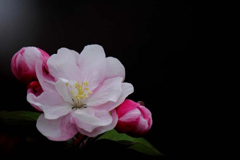 海棠花怎么养护,要从选盆和选土入手