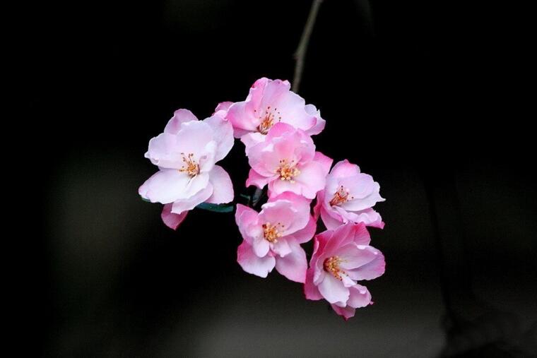 海棠花怎么养护,要从选盆和选土入手