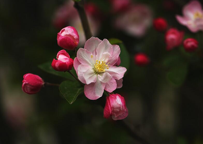海棠花怎么养护,要从选盆和选土入手