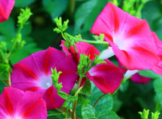 盆栽牵牛花怎么打理,做好六个养护要点高枕无忧(花开茂盛)