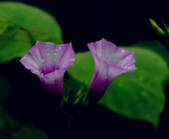 盆栽牵牛花怎么打理,做好六个养护要点高枕无忧(花开茂盛)