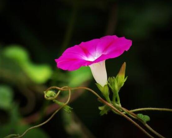 盆栽牵牛花怎么打理，做好六个养护要点高枕无忧(花开茂盛)