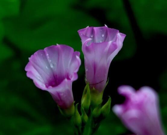 盆栽牵牛花怎么打理,做好六个养护要点高枕无忧(花开茂盛)