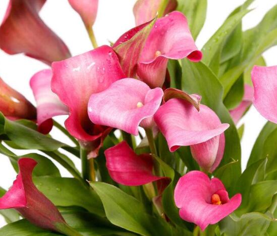 粉色马蹄莲花语是什么，代表着爱你一生一世