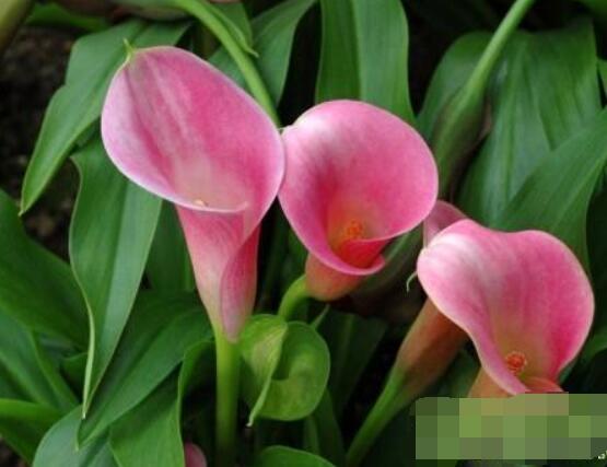 粉色马蹄莲花语是什么,代表着爱你一生一世