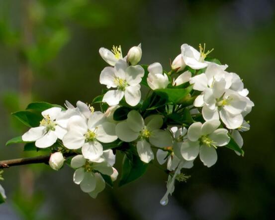 盆栽海棠花的种类，盘点最令人赏心悦目六大种类