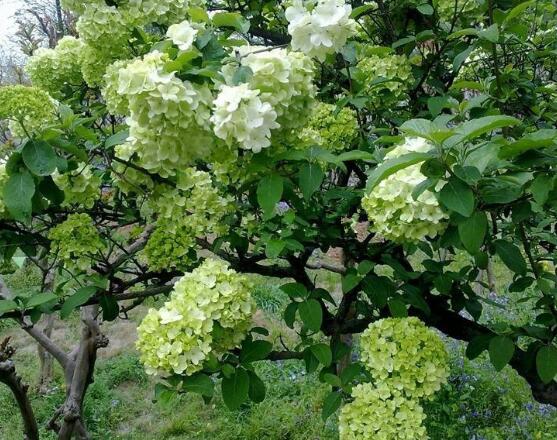 绣球花可以喷水吗,可以/促进枝叶生长、花开茂盛