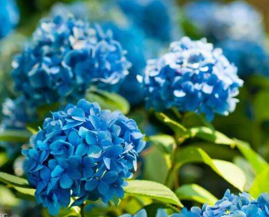 绣球花可以喷水吗,可以/促进枝叶生长、花开茂盛