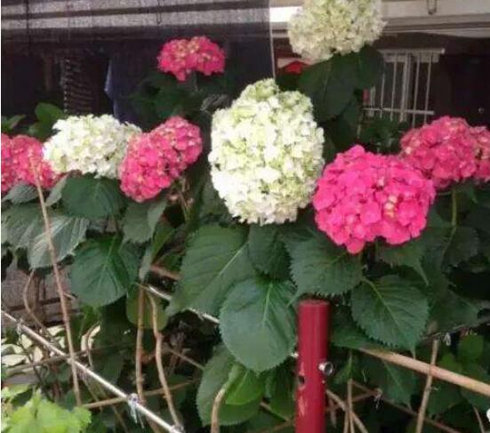 绣球花可以喷水吗,可以/促进枝叶生长、花开茂盛