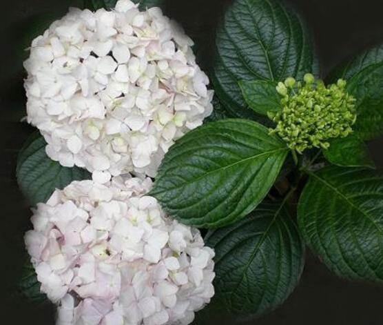 绣球花可以喷水吗,可以/促进枝叶生长、花开茂盛