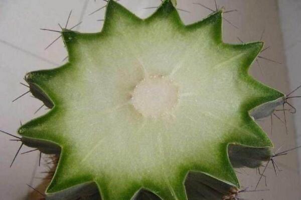 仙人球的繁殖方法,以下三种繁殖方法必须要掌握
