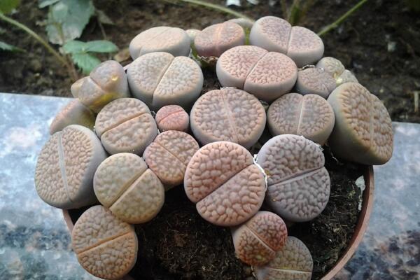生石花的养殖方法,必须要掌握的5大要点