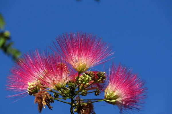 合欢花和芙蓉花怎么区分，可通过高度、产地、习性、花朵来区分