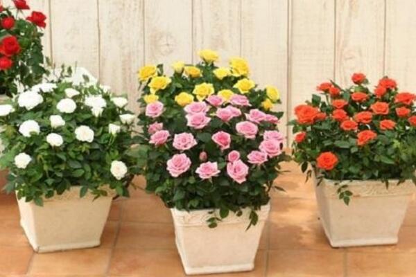 爬藤蔷薇花的养殖方法,让蔷薇花爆盆的5大要点