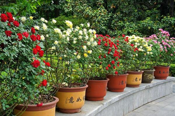 爬藤蔷薇花的养殖方法,让蔷薇花爆盆的5大要点