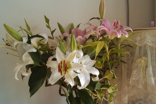 香水百合花期,每年4-7月都可以开花(花期为2个月)