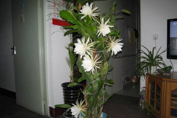 昙花抽杆子是怎么回事,就是要长新叶了