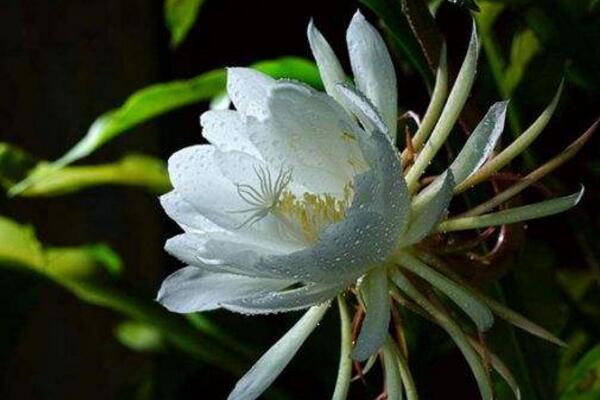 昙花抽杆子是怎么回事,就是要长新叶了