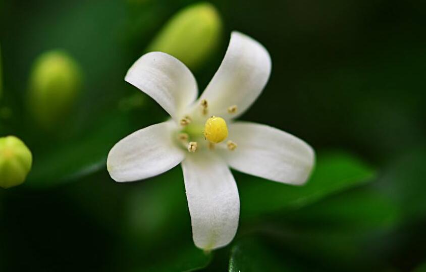 九里香花可以吃吗,能吃/但是常被当做药物使用