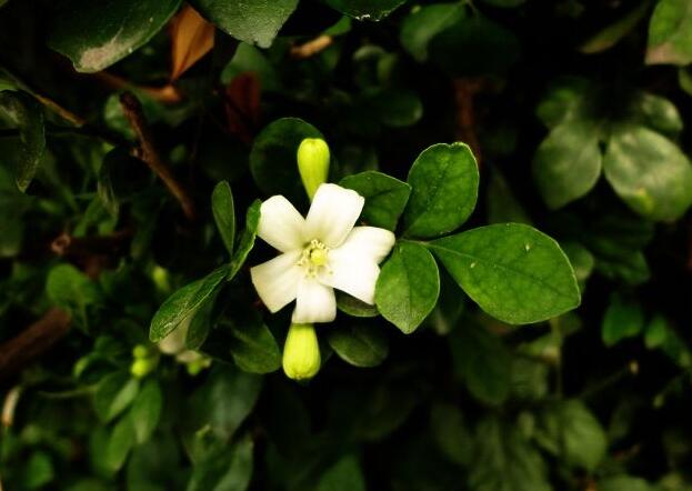 九里香花可以吃吗,能吃/但是常被当做药物使用