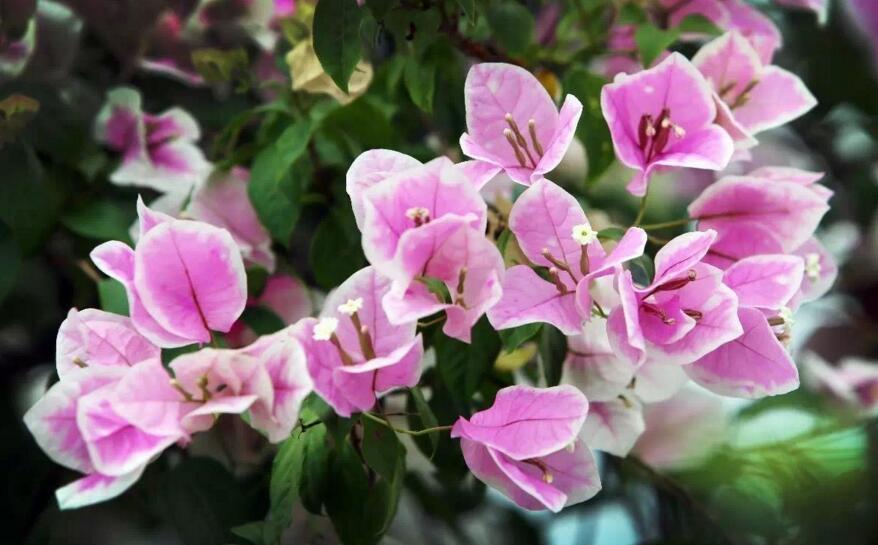 三角梅花期什么时候,养的好一年四季都可以开花