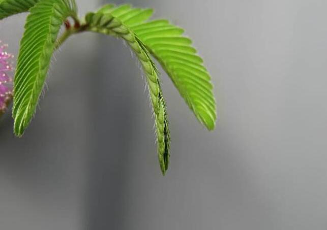 含羞草夏天能播种吗,不能种/只能在春秋两季栽种